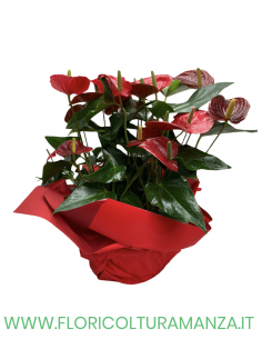ANTHURIUM CONFEZIONATO ROSSO