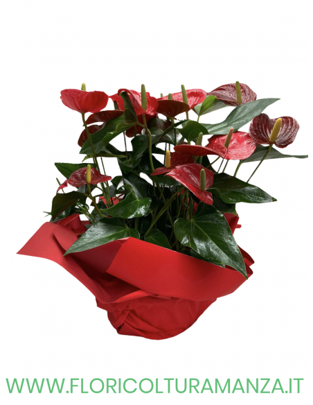 ANTHURIUM CONFEZIONATO ROSSO