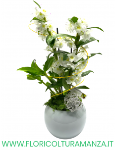 ORCHIDEA PHALAENOPSIS CON VASO TONDO IN CERAMICA
