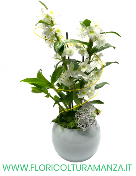 ORCHIDEA PHALAENOPSIS CON VASO TONDO IN CERAMICA