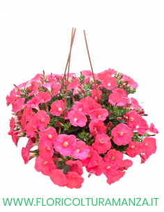 SURFINIA BASKET