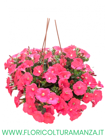 SURFINIA BASKET