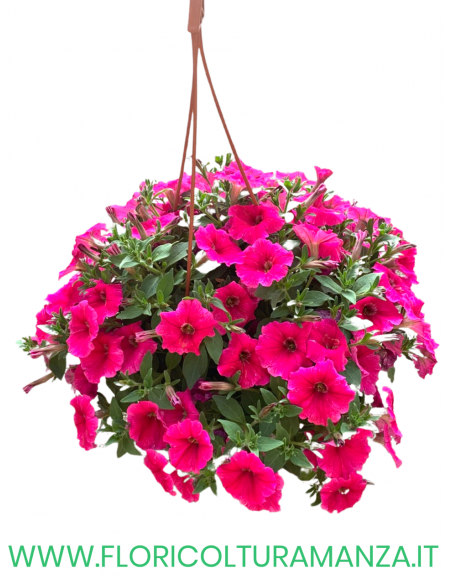 SURFINIA BASKET