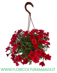 TOP-TUNIA BASKET