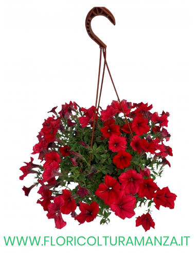 TOP-TUNIA BASKET
