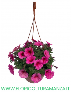 TOP-TUNIA BASKET 2