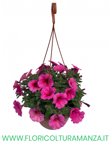 TOP-TUNIA BASKET