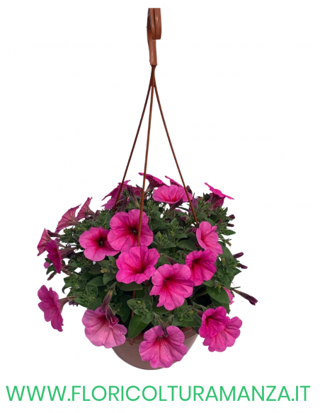 TOP-TUNIA BASKET
