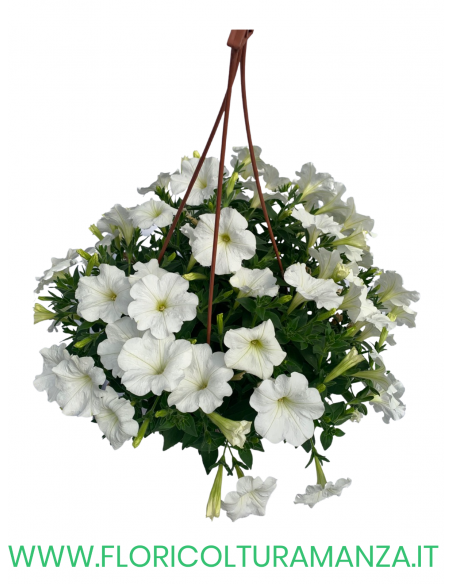 TOP-TUNIA BASKET