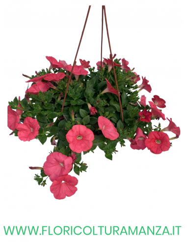 TOP-TUNIA BASKET