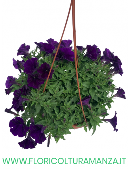 TOP-TUNIA BASKET
