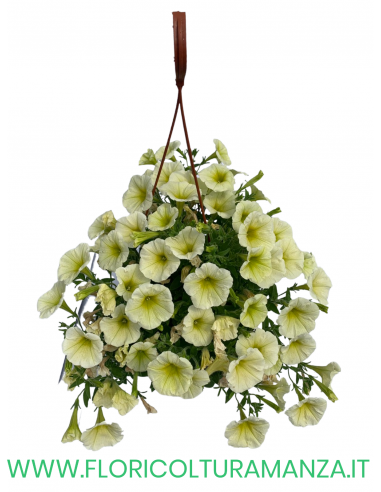 TOP-TUNIA BASKET