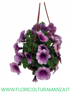 TOP-TUNIA BASKET