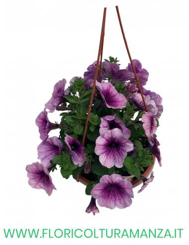 TOP-TUNIA BASKET