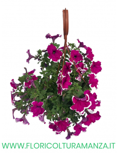 TOP-TUNIA BASKET 2