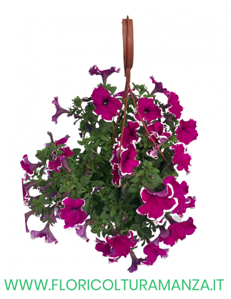TOP-TUNIA BASKET