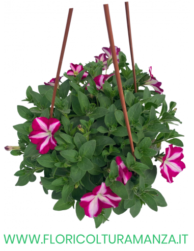 TOP-TUNIA BASKET