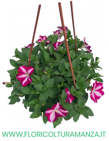 TOP-TUNIA BASKET