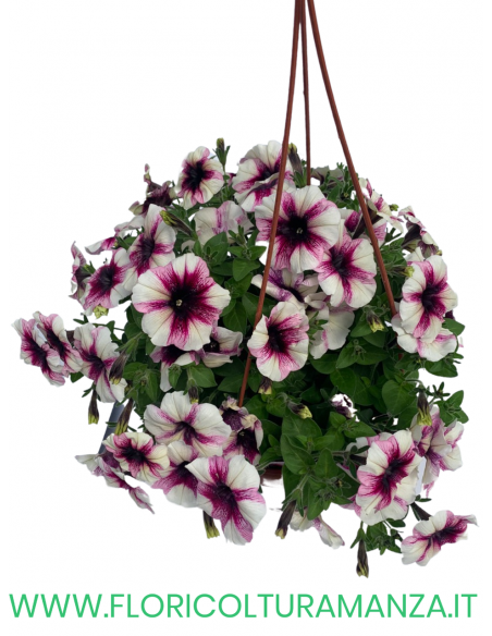 TOP-TUNIA BASKET