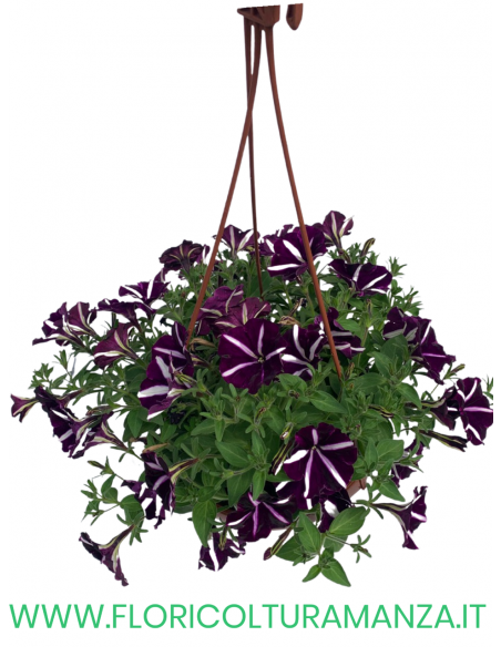 TOP-TUNIA BASKET