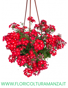 VERBENA BASKET