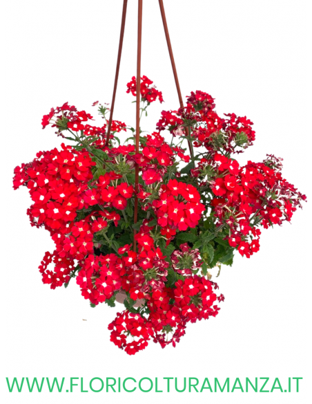 VERBENA BASKET