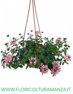 VERBENA BASKET 2