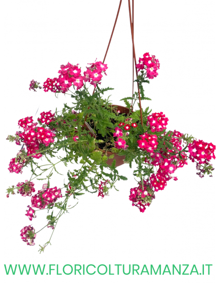 VERBENA BASKET