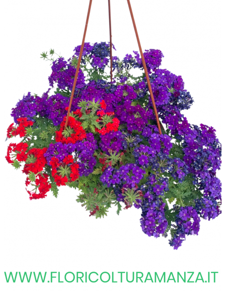 VERBENA BASKET