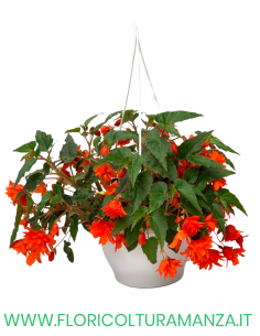 BEGONIA BULBOSA BASKET
