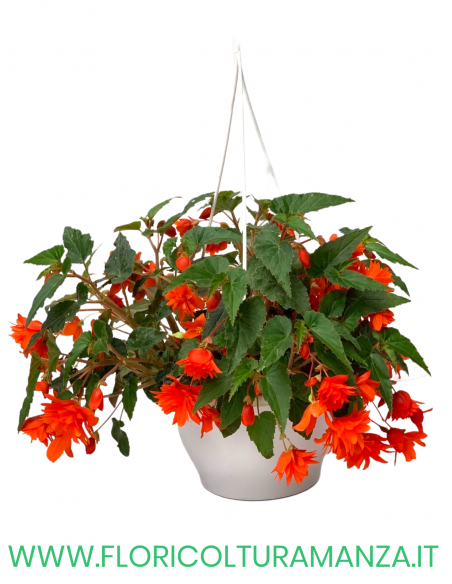 BEGONIA BULBOSA BASKET