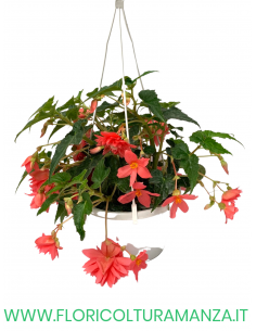 BEGONIA BULBOSA BASKET 2