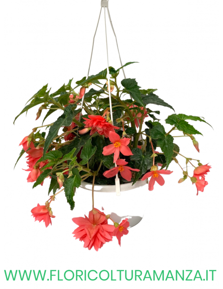 BEGONIA BULBOSA BASKET