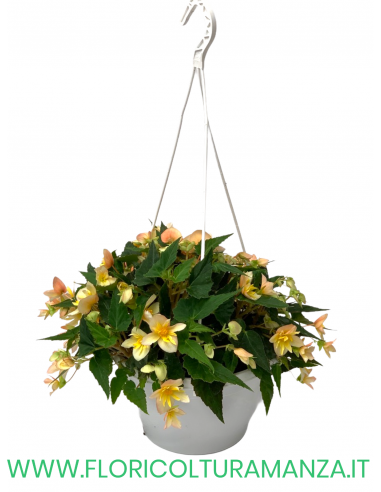 BEGONIA BULBOSA BASKET