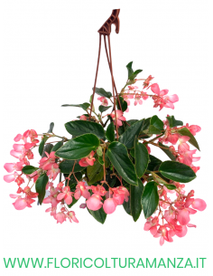 BEGONIA DRAGO BASKET