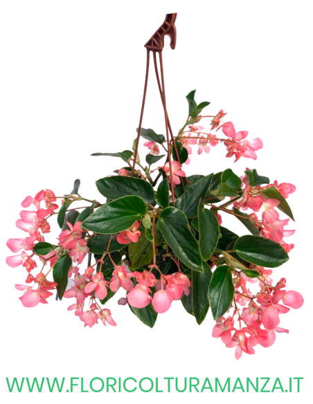 BEGONIA DRAGO BASKET