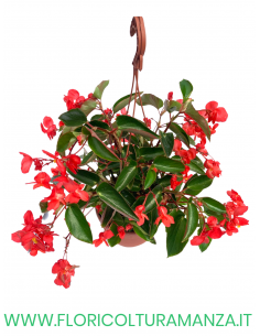 BEGONIA DRAGO BASKET 2