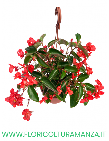 BEGONIA DRAGO BASKET