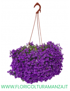 CAMPANULA BASKET