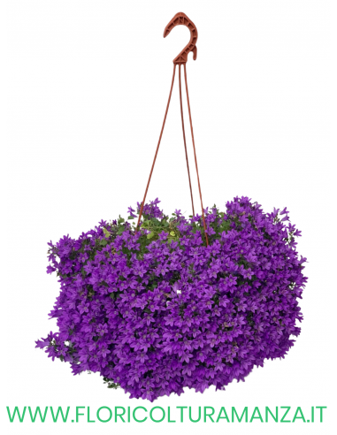 CAMPANULA BASKET