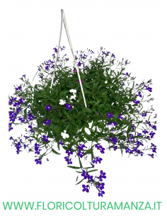 LOBELIA BASKET