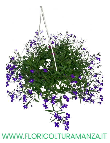 LOBELIA BASKET