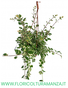 PLECTRANTHUS-INCENSO BASKET