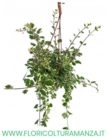 PLECTRANTHUS-INCENSO BASKET
