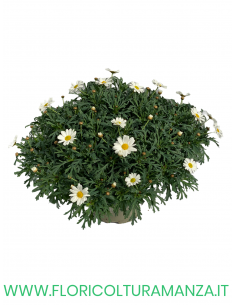 MARGHERITA VASO 20