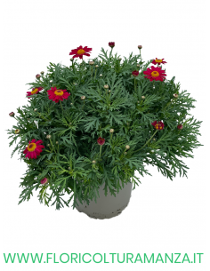 MARGHERITA VASO 20 2
