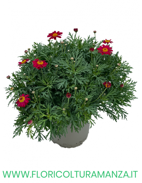 MARGHERITA VASO 20