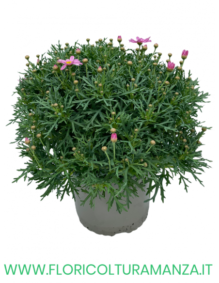 MARGHERITA VASO 20