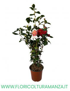 CAMELIA VASO 24