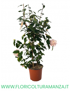 CAMELIA VASO 24 2